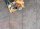 Keramikplatte Athos Rock anthrazit 598 x 1198 x 20 mm