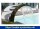 Schwalldusche Alaska V4A - gerade Form  ( 78830 )